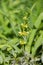 Yellow archangel plant