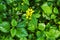Yellow archangel plant Lamium galeobdolon