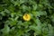 Yellow Arctotheca calendula Cape Dandelion Flower