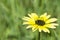 Yellow Arctotheca Calendula Flower