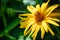 Yellow Arctotis flower, Asteraceae family, close-up with blurred background of green leaves. Shallow focus on foreground.