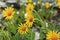 Yellow arnica flowers