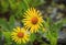 Yellow arnica flowers