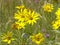 Yellow arnica flowers in yellowstone national park