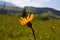 yellow Arnica montana