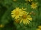 Yellow Arnica Montana Flowers in Bloom During the Summer