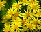 Yellow Arnica (Montana) herb blossoms