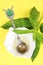 Yellow aromatic oil in decorative spoon and green mint leaves