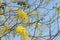 Yellow art flower in rainy forest Prajinburi Thailand