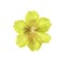 Yellow artifical flower isolated