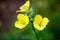 Yellow arugula flowers in the summer garden