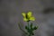 Yellow arugula, rocket or rucola flower Latin eruca sativa in the brassica family