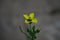 Yellow arugula, rocket or rucola flower Latin eruca sativa in the brassica family