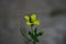 Yellow arugula, rocket or rucola flower Latin eruca sativa in the brassica family