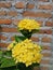 Yellow Ashoka Flower