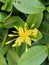 yellow Ashoka flower