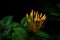 Yellow Ashoka Flower's Bud shot with dark background