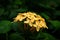 Yellow Ashoka Flower shot in morning light