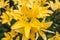 Yellow asiatic hybrid lilies. Bouquet of fresh flowers growing in summer garden. Gardening concept