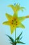 A yellow Asiatic Lily Lillium flower with green stem