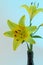 A yellow Asiatic Lily Lillium flower with green stem