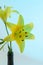 A yellow Asiatic Lily Lillium flower with green stem