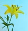 A yellow Asiatic Lily Lillium flower with green stem and leaves