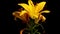 Yellow Asiatic Lily Wilting Timelapse
