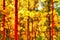 The yellow aspen leaves of autumn and fall in a natural forest lit by the sun