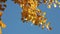 Yellow aspen leaves over sky background