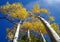 Yellow Aspen Tree Tops Against a Deep Blue Sky