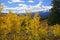 Yellow Aspen Trees above Valley