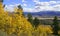 Yellow Aspen Trees above Valley