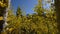 Yellow Aspen Trees against blue Sky