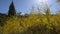 Yellow Aspen Trees against blue Sky