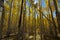 Yellow Aspen Trees Near Santa Fe New Mexico