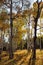 Yellow aspens casting long shadows in a forest near Flagstaff, Arizona