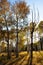 Yellow aspens casting long shadows in a forest near Flagstaff, Arizona
