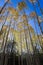 Yellow aspens in Flagstaff, Arizona