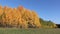 Yellow aspens on a glade in the autumn