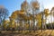 Yellow aspens with long shadows in a forest near Flagstaff, Arizona