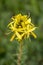 Yellow Asphodel flower