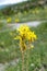 Yellow Asphodel flower