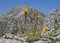 Yellow Asphodel in the hills of Crete