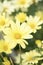 Yellow Aster Daisy