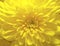 Yellow aster flower