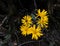 Yellow aster flowers with dark background. Yellow and black contrast.