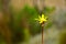 Yellow asteraceae flower blooming in Huascaran National Park