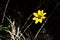 Yellow Asteraceae growing in HuascarÃ¡n National Park