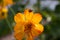 Yellow asteraceae with seven-spot ladybird